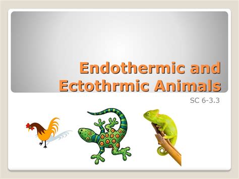 Ectothermic Animals Examples