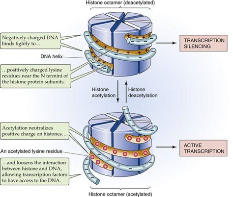 Epigenetic Regulation of Gene Expression - Physiology of Cells and ...