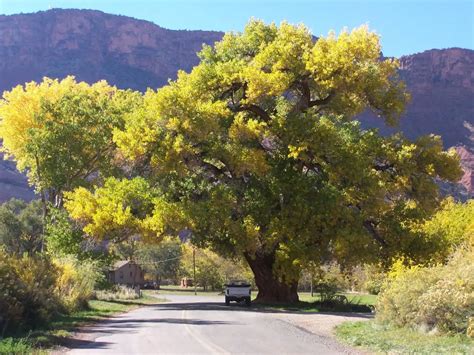 Cottonwood Tree - All You Need to Know about - Environmental Earth