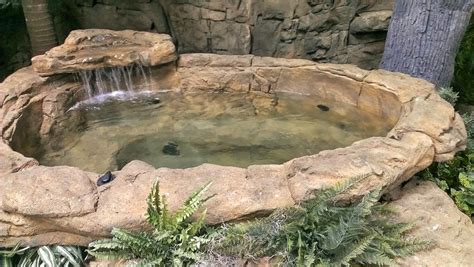 Large Koi Fish Backyard Garden Pond | Preformed Garden Ponds