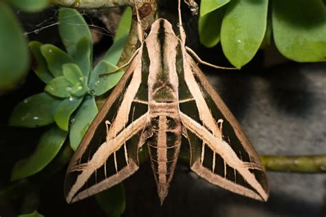 Banded Sphinx Moth– Identification, Life Cycle, Facts & Pictures