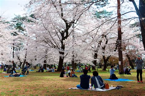 Unique Japanese Culture and Traditions | KCP International