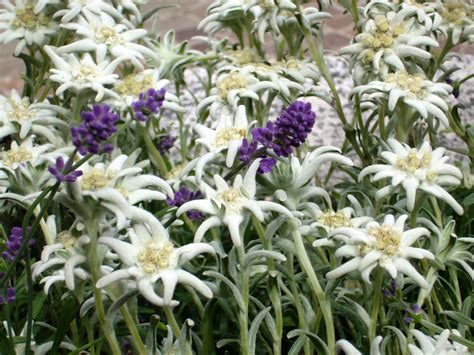 Edelweiss--the Swiss national flower--a beautiful wildflower. | Wild ...