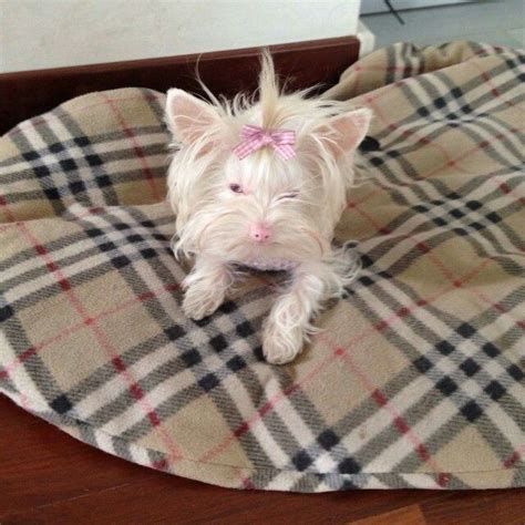 Albino yorkie | Albino animals, Rare albino animals, Unusual animals