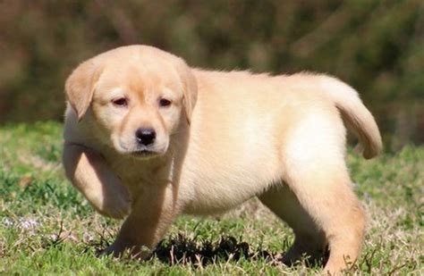 Chocolate Lab Puppies For Adoption In Nc : Labrador Retriever ...