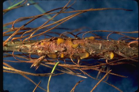 Pine Diseases | Home & Garden Information Center