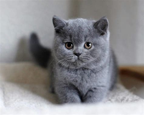 British Shorthair kittens for sale - Bentahero.com