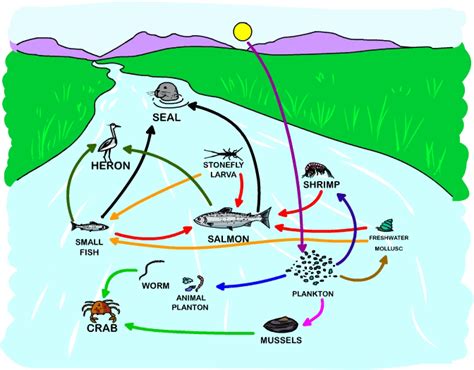 Estuary - The Marine Biome