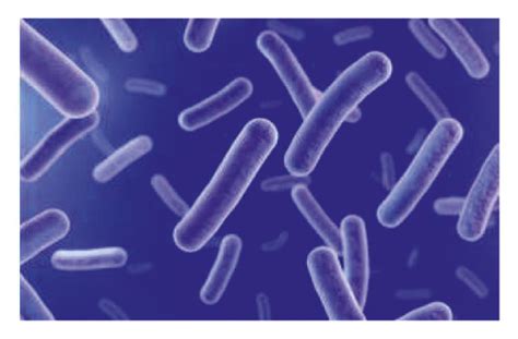 Three types of bacteria. (a) Cocci. (b) Bacilli. (c) Spirilla ...