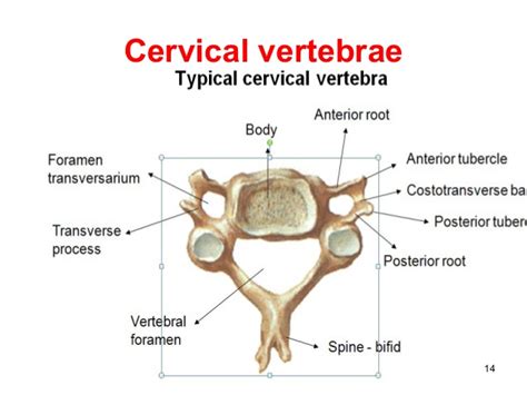 Upper Cervical Spine Anatomy