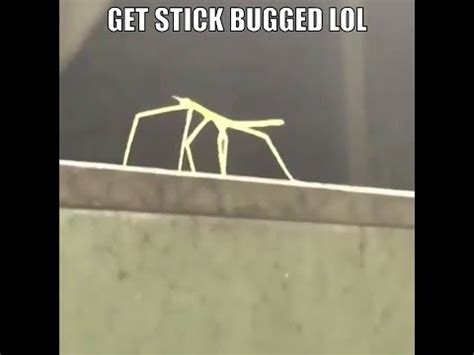 GET STICK BUGGED LOL (EXTENDED REMAKE) [10 HOURS] | Get Stick Bugged ...