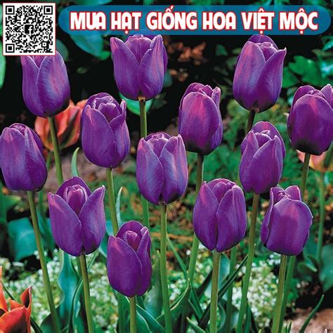 Kỹ thuật trồng hoa Tulip từ củ tại Việt Nam chơi Tết nhanh nhất