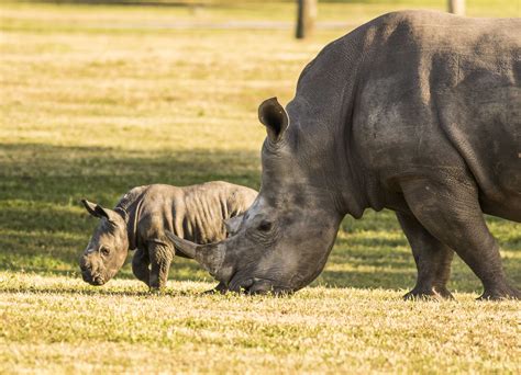 Busch Gardens Tampa Bay Earns American Humane Conservation Program’s ...