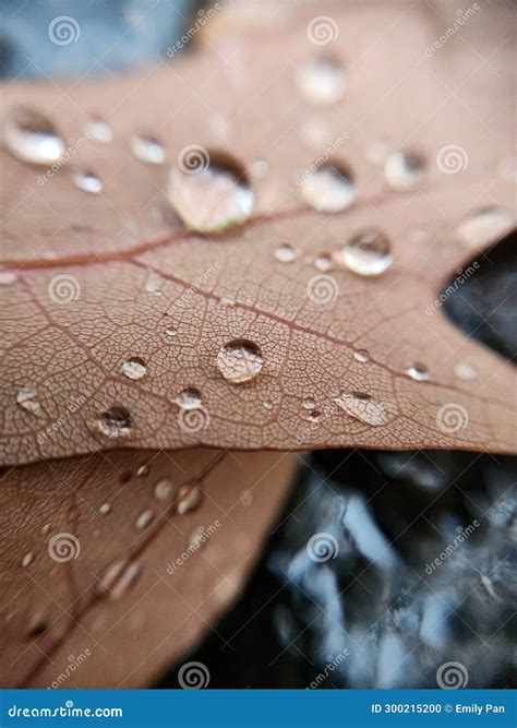 Rain Drops on Fall Leaves stock photo. Image of plant - 300215200