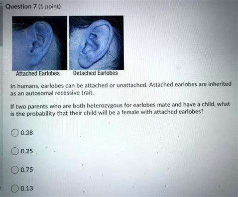 SOLVED: Question 7 (1 point) Attached Earlobes Detached Earlobes In ...