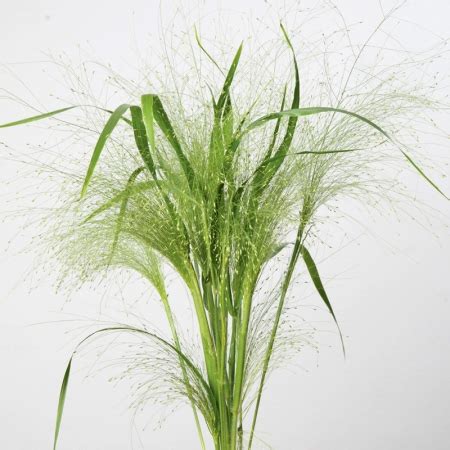 ORNAMENTAL GRASS SEEDS - PANICUM FROSTED EXPLOSION | Hardy Annual Seeds