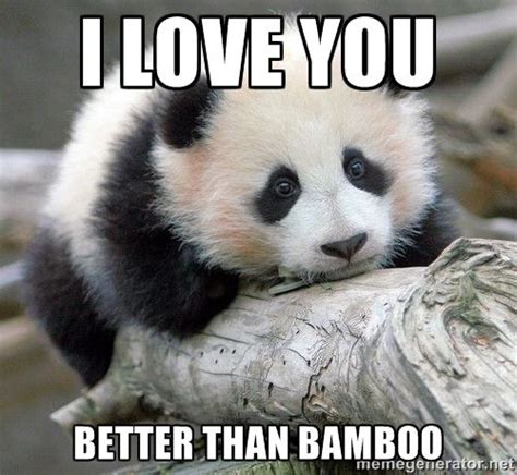 panda memes - Google Search | Baby panda bears, Cute animals, Baby ...