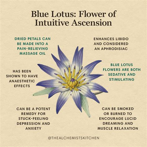 Blue Lotus: Flower of Intuitive Ascension - The Alchemist's Kitchen ...