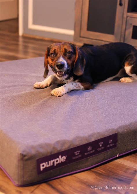 Spoil Your Dogs with a Purple Dog Bed