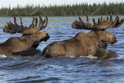 Two Bull Moose swimming across a river. | Alaska moose, Moose hunting ...