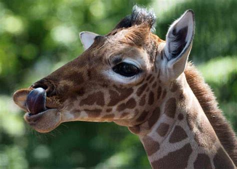 9 Giraffe Tongue Facts: Color, Length, 4 Features | Storyteller Travel