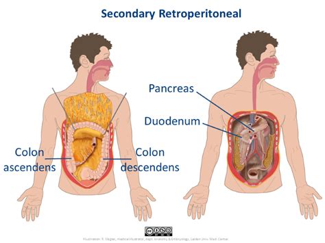 Retroperitoneal Organs