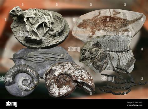 Dinosaur predator fossils hi-res stock photography and images - Alamy