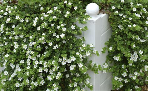 Retaining Wall Plants Full Sun - Wall Design Ideas