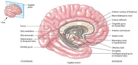 what is corpus striatum?