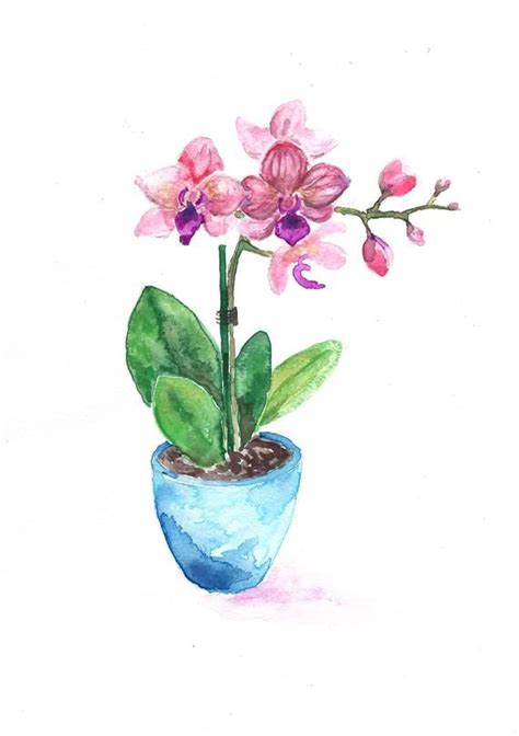 ORCHID in Pot Original Watercolor Watercolour Painting | Etsy | Orchids ...