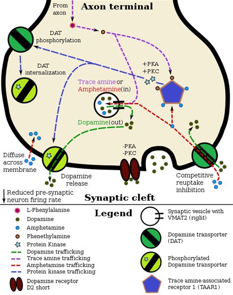 Template:Amphetamine pharmacodynamics - Wikipedia