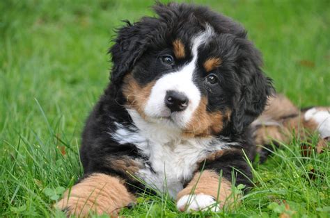 Bernese Mountain Dog Puppies: The Ultimate Guide for New Dog Owners ...