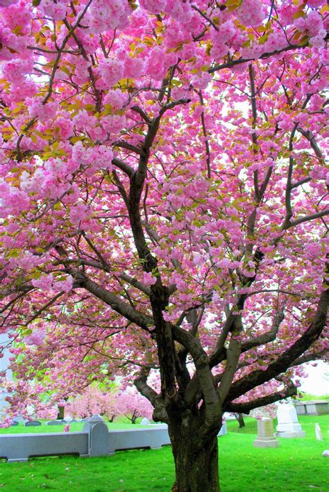 Pink Saturday - Pink Trees | Flowering trees, Pink flowering trees ...