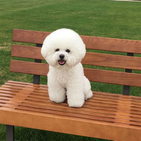 Pin by Sandy Claus on Bichons and animal love | Bichon frise dogs ...