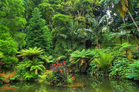 HD wallpaper: Earth, Jungle, Flower, Forest, Pond, Rainforest, Tropical ...