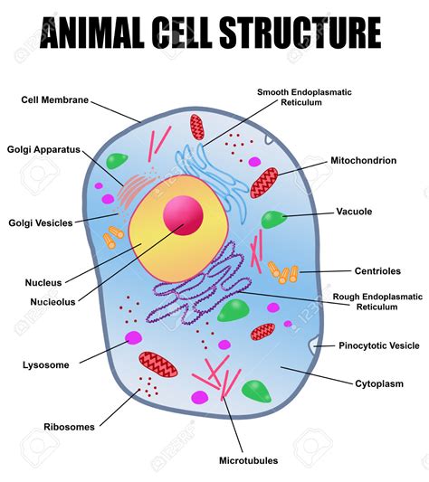 free clipart of an animal cell membrane - Clipground