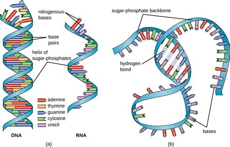 Structure and Function of RNA | Microbiology