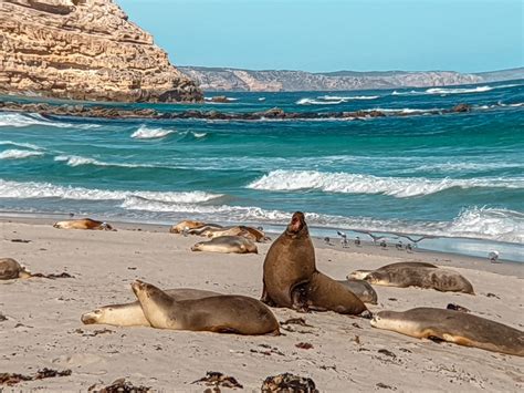 2 Day Kangaroo Island tours - Anna Sherchand