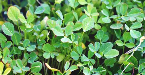 Growing Fenugreek: Plant Varieties, How-to Guide, Problems, and Harvesting