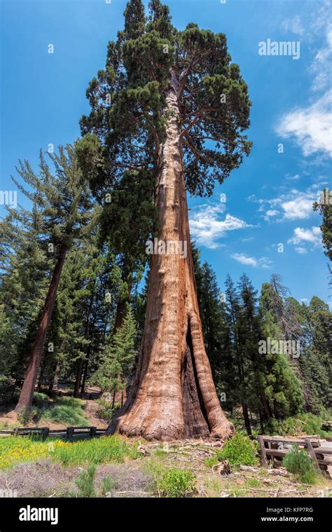 Redwood Trees in Sequoia National Park, California Stock Photo - Alamy