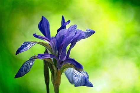 How to Grow Siberian Iris: Care Guide | Happy DIY Home