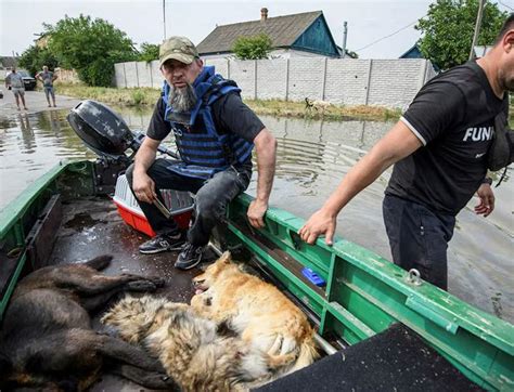 Animal charity rushes to save cats and dogs left clinging to trees in ...