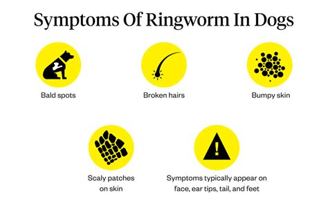 Ringworm In Dogs: Symptoms, Causes & Treatment | Dutch