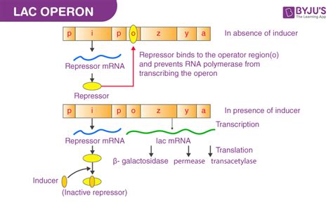 Lac Operon Structure