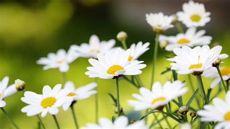 Daisy Flower Wallpaper (57+ images)