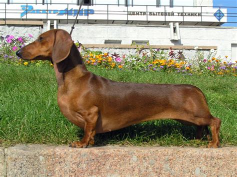 Teckel - Dachshund - abcdef.wiki