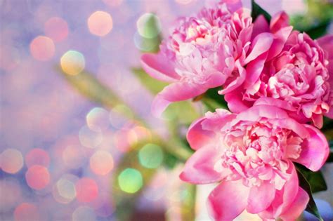 Pink Peony Wallpapers - Wallpaper Cave