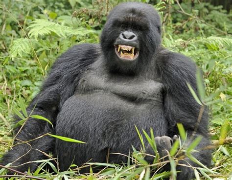 Funny Gorilla « Funny World