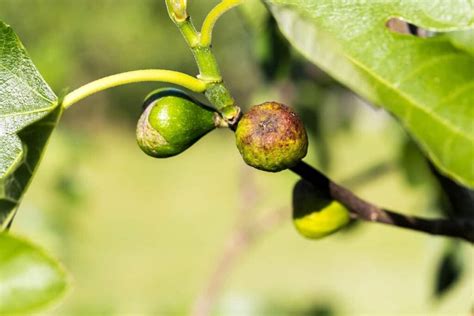 Fighting Fig Tree Diseases: A Guide to Diagnosis and Treatment ...