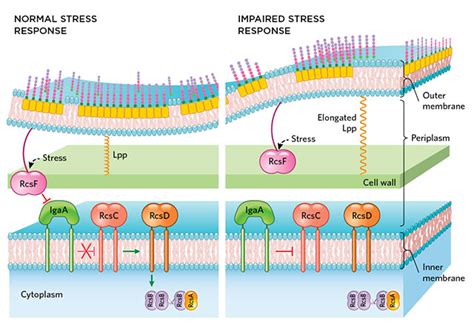 Bacterial Cell Envelope Size is Key to Membrane Stress Response | The ...